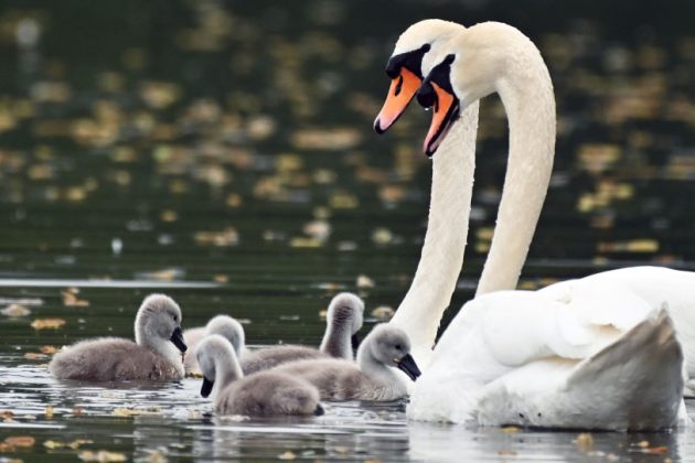 Only 34 swans remain in Brussels amid a rise in suspected poaching in the Belgian capital city. (Photo by Ken Jack/Getty Images)