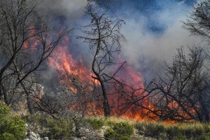 A "fast-moving" wildfire has been raging in Marseille since July 8, triggering mass evacuations, lockdown orders, and widespread travel disruptions.