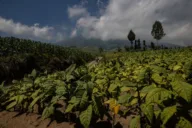 Greens and Socialists try to block public consultations on tobacco legislation